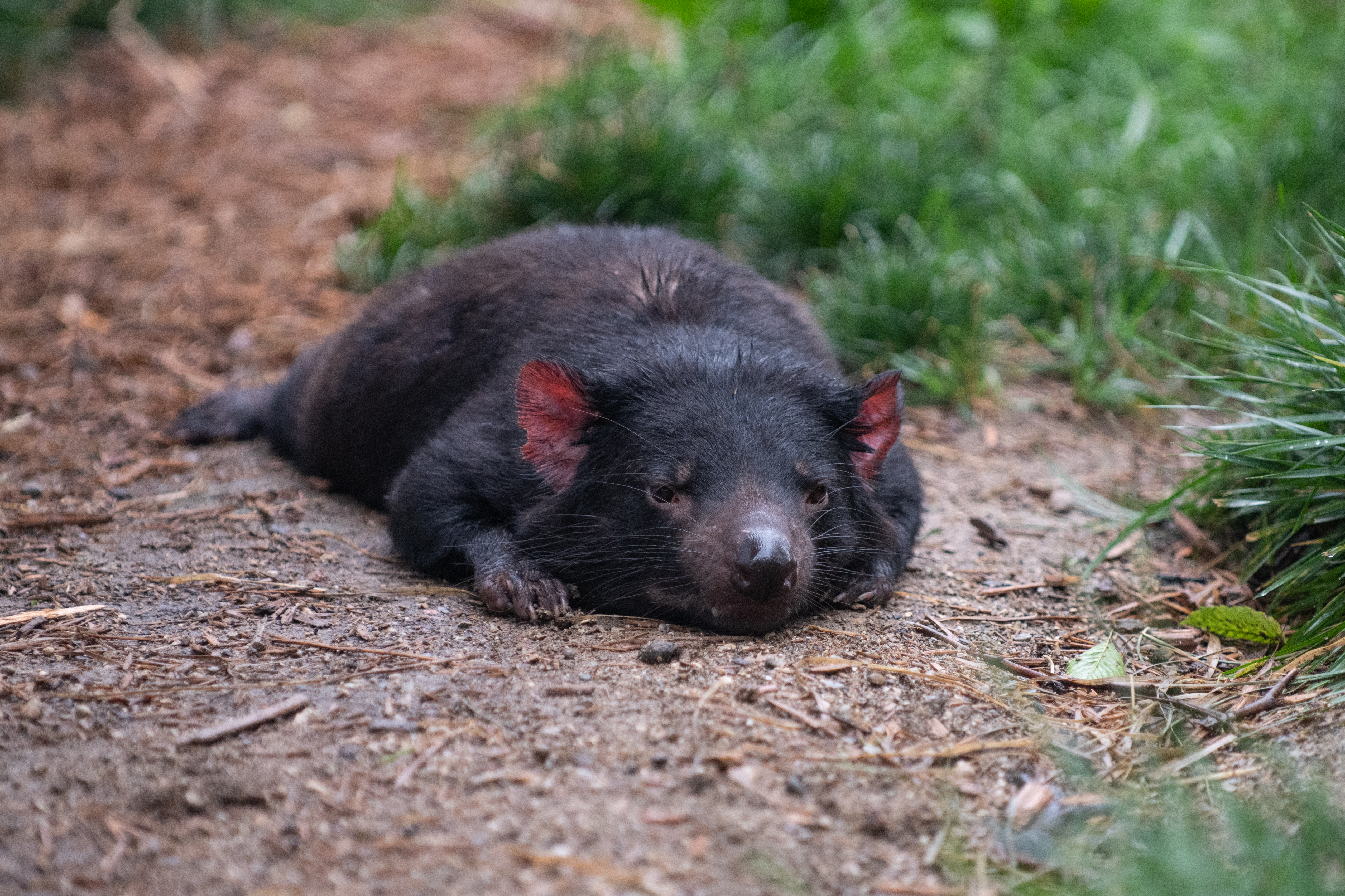 Tasmanian devil clearance